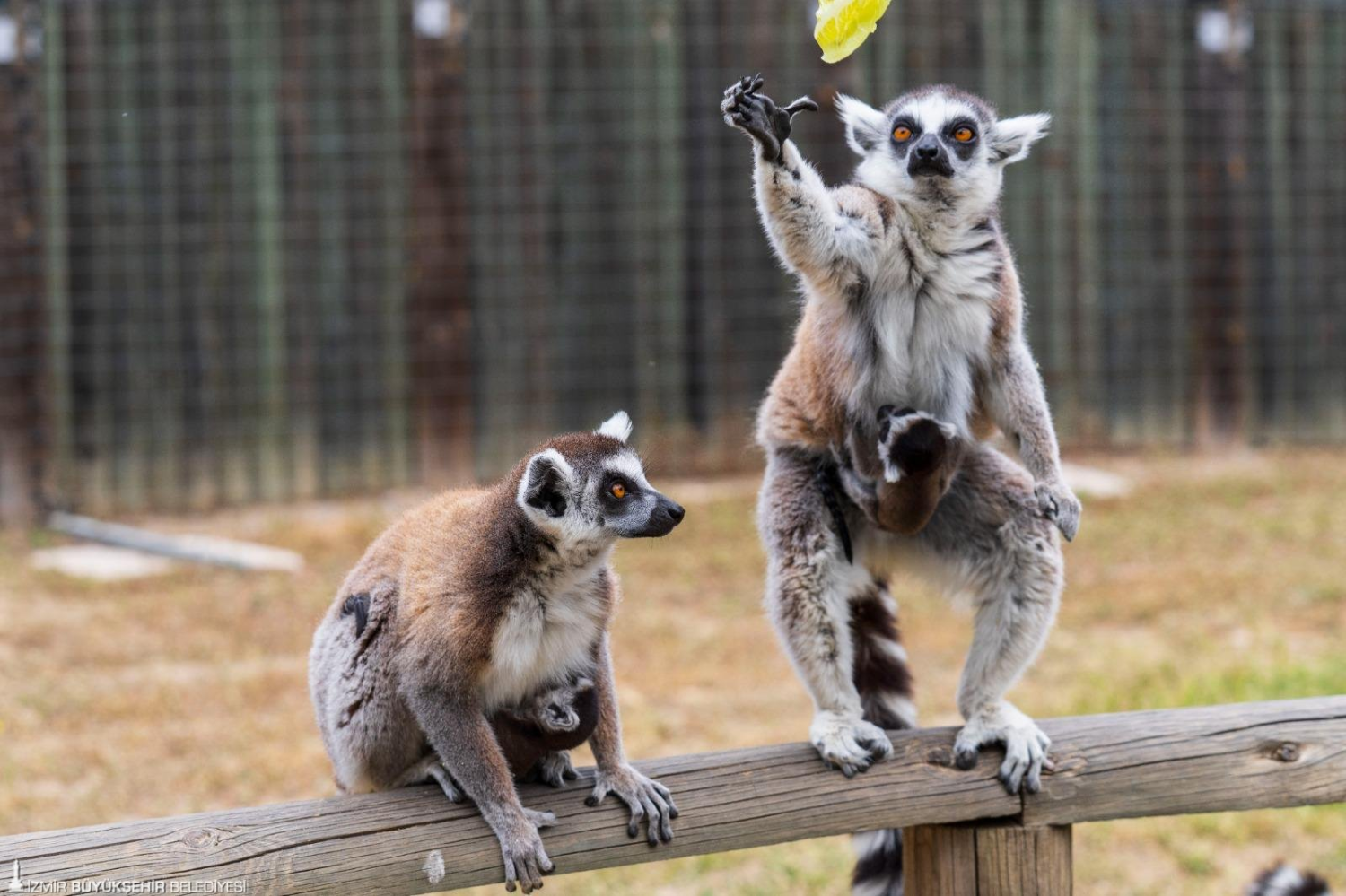 İzmir Doğal Yaşam Parkı bayramda ziyaretçileri bekliyor
